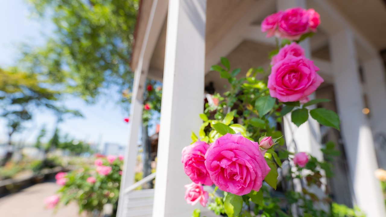 恵庭市の歯科医院の院長プロフィール