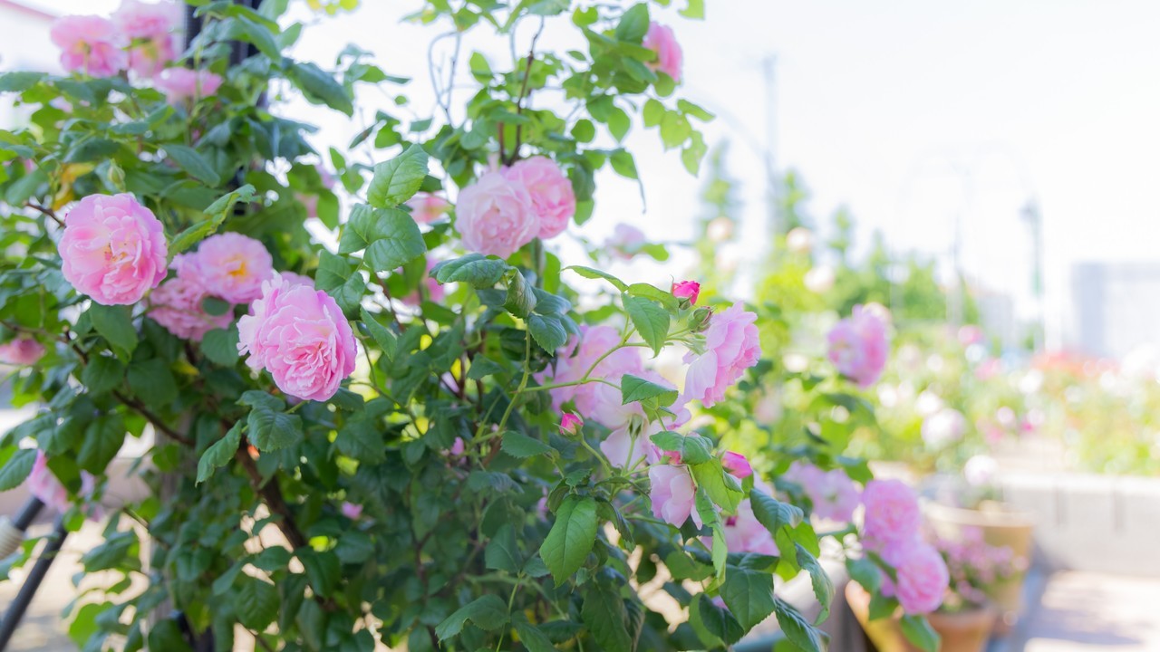 恵庭市の歯科医院の院長プロフィール